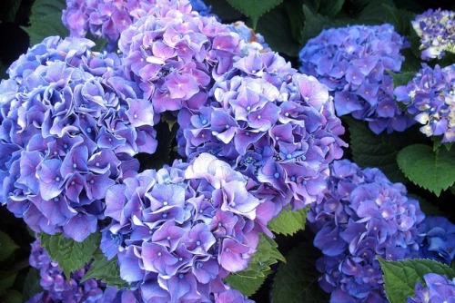 nekodorei-mod: nurturing-nymph: Hydrangea Flowers  @midd-mod