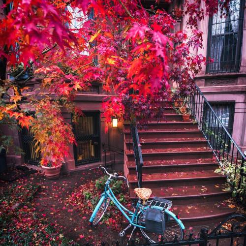 nythroughthelens:  Autumn: New York City’s best accessory. (Cobble Hill, Brooklyn) (at New York, New