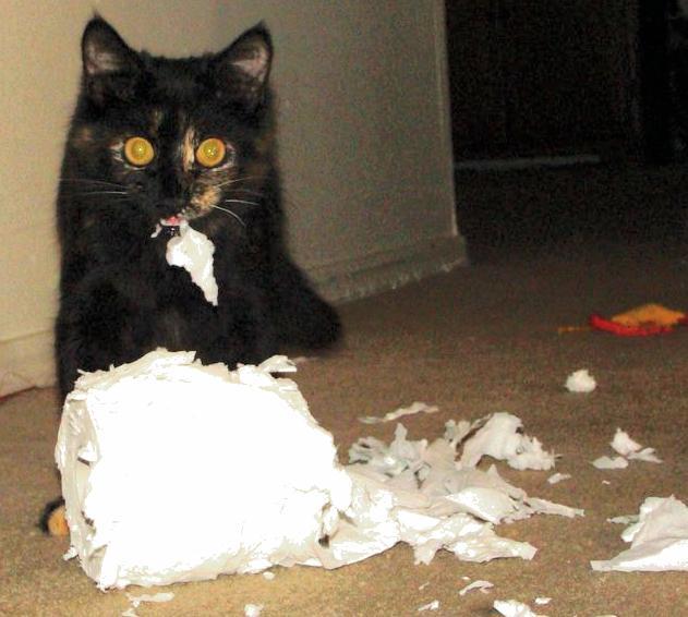 catsaww:  This is Meusse. Meusse is the worst.