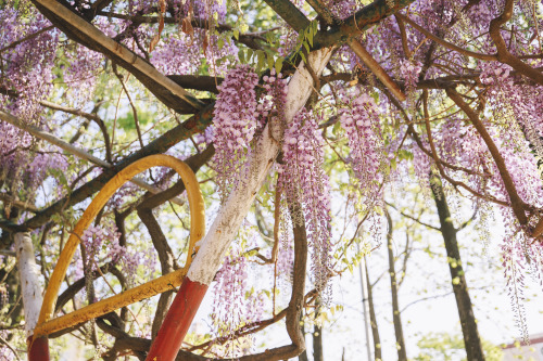 2022-04-17Wisteria FlowerCanon EOS R3 + RF15-35mm f2.8L ISInstagram  |  hwantastic79vivid