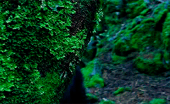 tlotrgifs:The Lord Of The Rings : Fellowship Of The Ring↳ Colors: Green