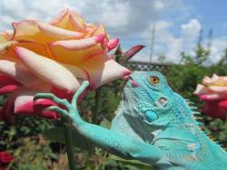 askulloffoxes:  taken time 2 kiss da flowerz