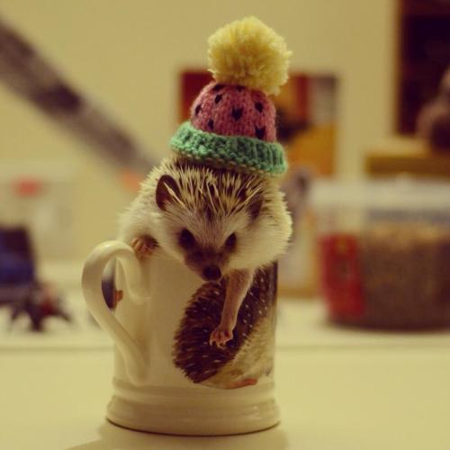 cutethingsincups: It’s good to see so many hedgie owners playing the matching game this time, 
