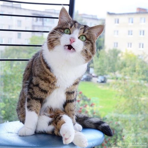 catsofinstagram:  From @rexiecat: “I’m not blocking the view. I AM the view!” #twitterweek #catsofinstagram [source: https://ift.tt/2NkLAXY ]