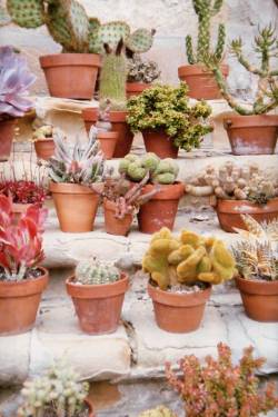 rachelelizj:  A staircase full ‘o cacti.