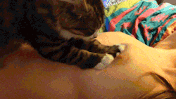 mynameiskaty1:Kitty massaging my boob haha