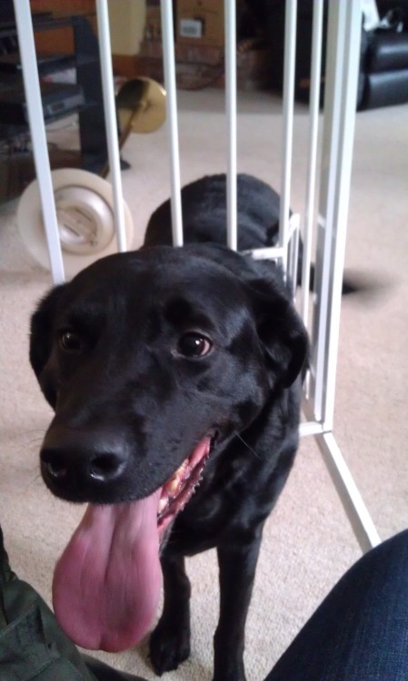 happicuppa: pardonmewhileipanic:  this is Duke Duke tried to go through the cat door  the cat door of the baby gate, meant specifically to keep him out of the basement and away from the cat food Duke is NOT in fact, a cat Duke has shamed his ancestors