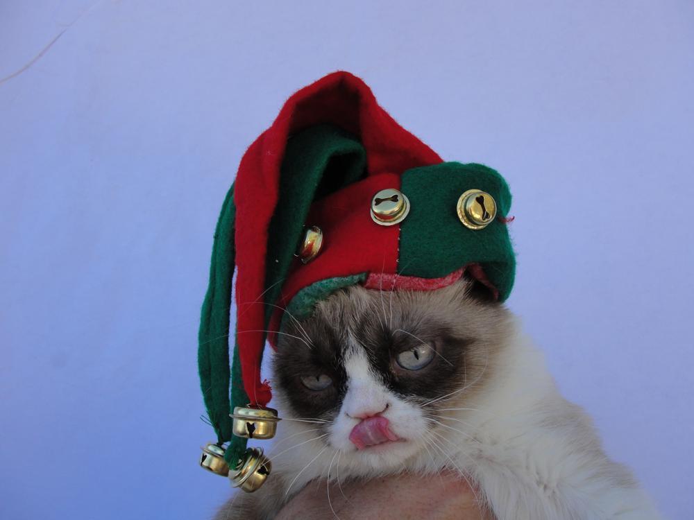 tardthegrumpycat:  The Daily Grump | December 24, 2012