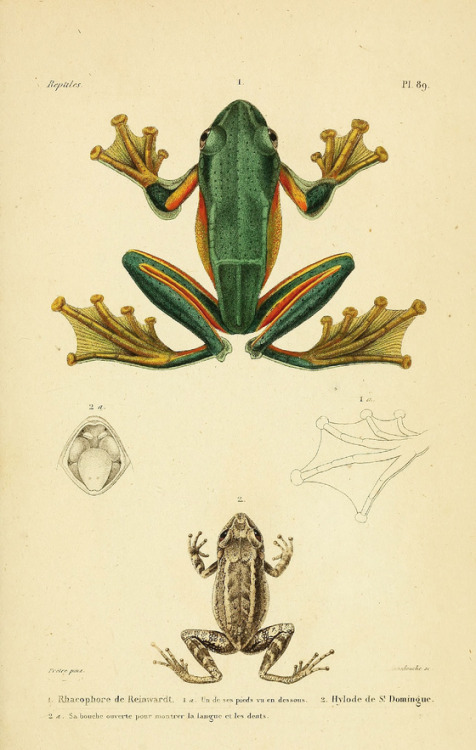 Reptiles illustrations from Erpétologie Générale ou Histoire Naturelle Complète des Reptiles, 1854. 