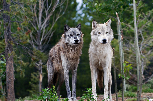 wolveswolves:     	By Shawn Kinkade 	  	 				 					 						 					 				 			  	   