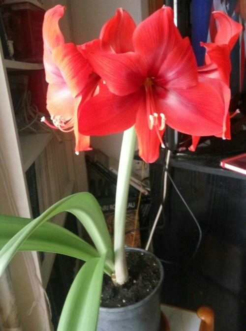 07/Jan/20174 out of 5 flowers of the amaryllis are open already, it’s so beautiful! In just 3 months