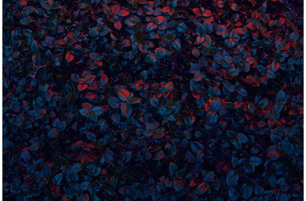 opticallyaroused:  Flora 