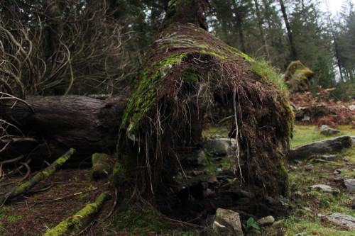 graymanphotography:overturned tree and the huge root system beneath