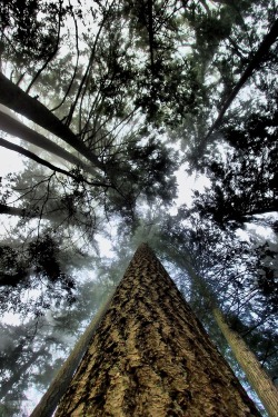 greatwideworldphoto: Into the Canopy | Original