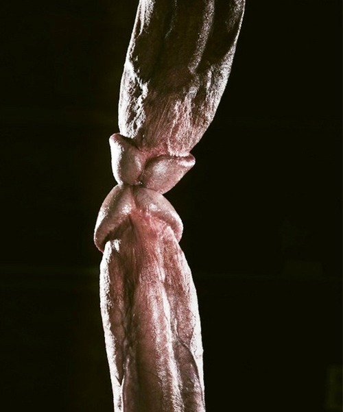 corbeauxtube:  Meeting head to head.  