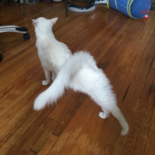 pangur-and-grim:hey, everyone! it’s a chubby worm with ample fluff! hey!