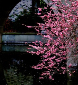 fuckyeahchinesegarden: Spring &amp; Chinese tea house