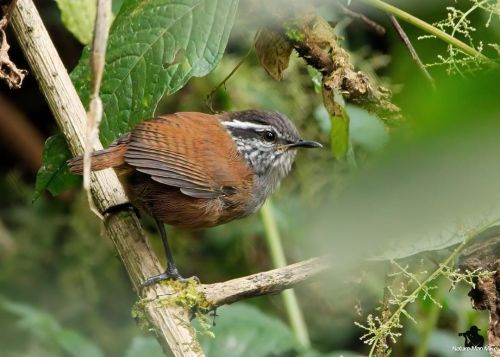 Gray-breasted Wood-Wren  This photo shows the habitat where you’d most likely encounter this b