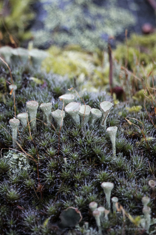 riverwindphotography:Fresh Dew on Mosses and Cladonia Lichen: Shoshone National Forest, Wyomingriver