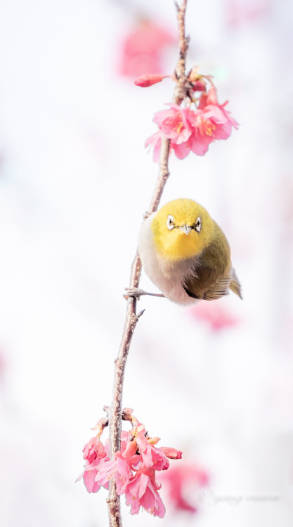 fuckyeahchinesegarden: spring blossoms and bird by 影像视觉杨