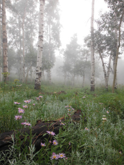 90377:   Shannon Pasture in the Fog by Kyle