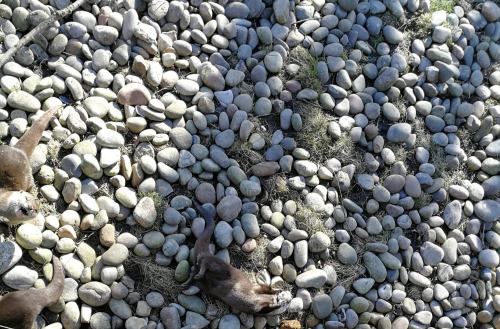 “Tried to get a cute photo of the otter playing with a pebble. Got a crap photo of the otter playing