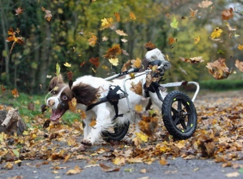 Dogs Freaking Out Over Fall (see 7 more)