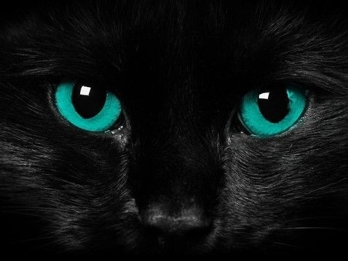 ahoyamity:  I want cat eyes. 