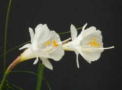 jordanblok:  Narcissus romieuxii
