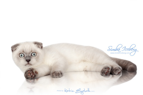 Simba Iceberg Flo -  blue point Scottish Fold kitten (female) :)Watch for updates on the site :