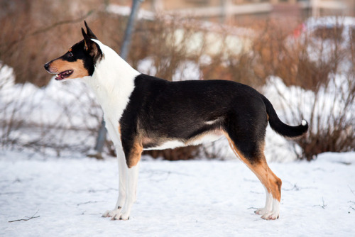 Jucaides Alitz Airteyoc “Unski” 2 years old, met him recently after two years. One of th