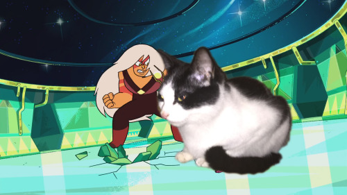 Jasper fiights a cat