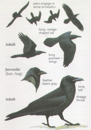 gothiccharmschool:  Know your corvids. elfentau:  ~* Ravens * Crows * Blackbirds