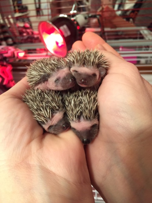 Porn Pics e-vay:  amelialeeannrose:My hedgehogs ❤️