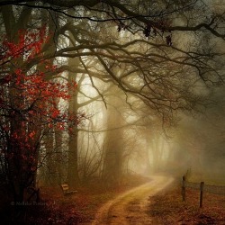 radivs:  The Grimm by Nelleke Pieters | Website