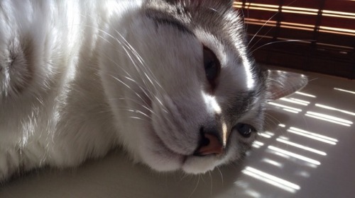 unflatteringcatselfies:  percy likes long naps in the sun, licking himself, and contemplating his position in the universe