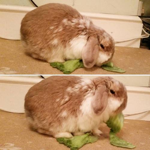 Munching lettuce #jubbybunny #rabbit #bunny #lop #minilop #hollandlop #cute #kawaii #usagi #lapin #f