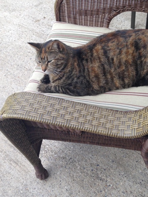 Humans put the cushions on the chairs.