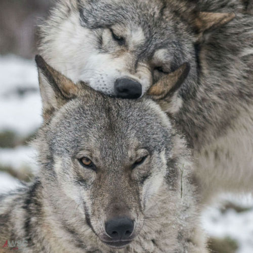 wolfscience:  Maikan and Etu, almost two years now.Pics by Rooobert Bayer