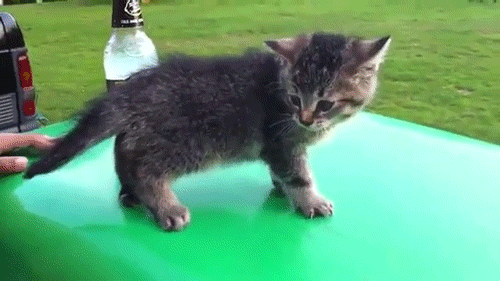 catsdogsblog:  More GIFs http://catsdogsblog.tumblr.com/
