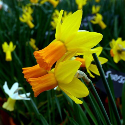 Daffodil - Jetfire.