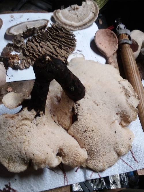 When I first saw him thought they were a dryad saddle but I’ve never seen one with this dark b
