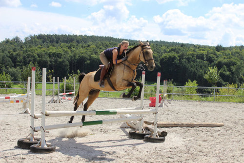 PepionoTekePortos x Arabli ShaelAkhal Teke, StallionBorn 2012