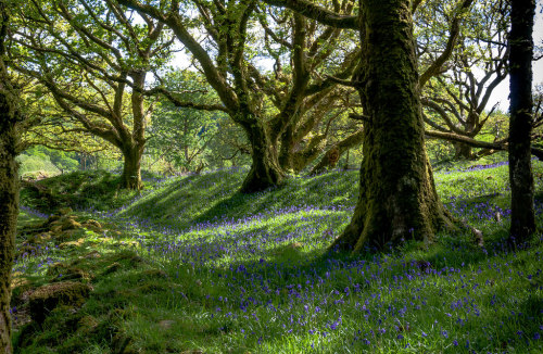 wanderthewood:Bluebells near Sheepstor, Dartmoor, Devon, England by Jean FrySpring in the Shire