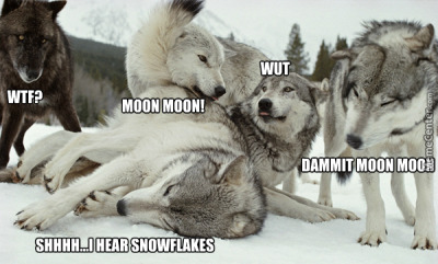 silvergryphon:tokenofmydevotion:feral-flower-child:feral-flower-child:feral-flower-child:callingallcars:callingallcars:everyone’s debating posts of the decade, best and worst, and i have yet to see anyone mention moon moonfor those who were not on here
