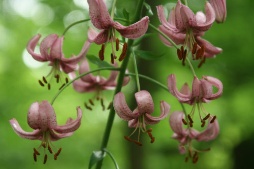 enchantedtigress: Lilium martagon by *Indiliel