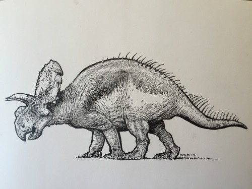 pheastonart:Albertaceratops, Pentel pocket brush pen. #paulheaston #paleoart #dinosaurs #penandink