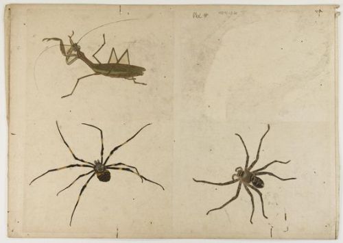 atelieroublie: Philadelphia Museum of Art - Collections Object : Nine Drawings of Insects