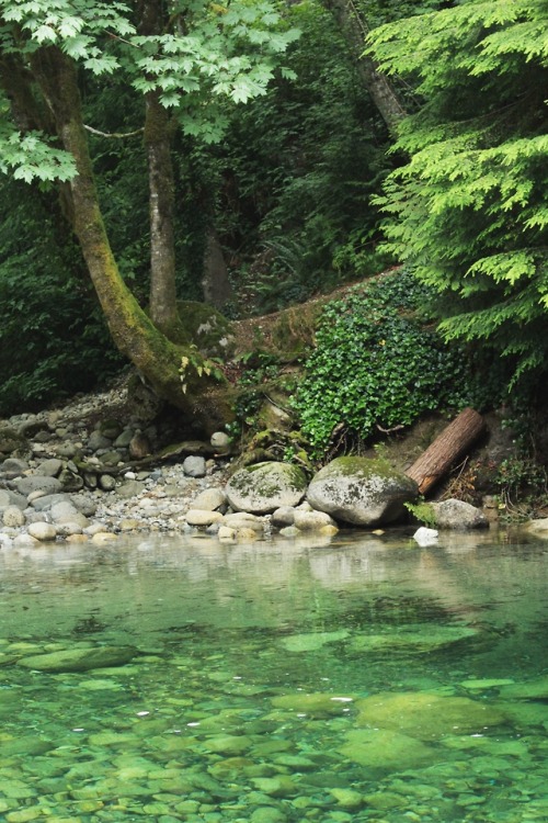 matchbox-mouse: From time spent at the river’s edge. Lynn Canyon, Vancouver.