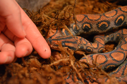 bendragon-cumbersmaug:Silmaril is “pretty baby” and I’m very glad I convinced silmarillion-shibasnsn
